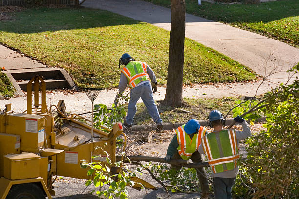 How Our Tree Care Process Works  in Joshua Tree, CA